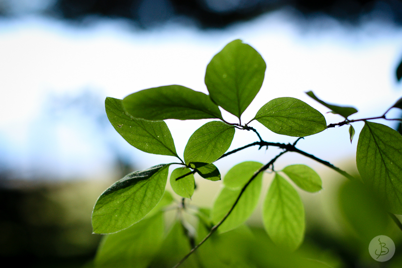 This is a photograph of the 'First shots with the 50mm' article!