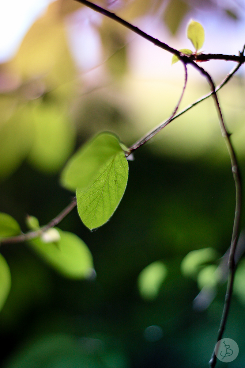 This is a photograph of the 'First shots with the 50mm' article!