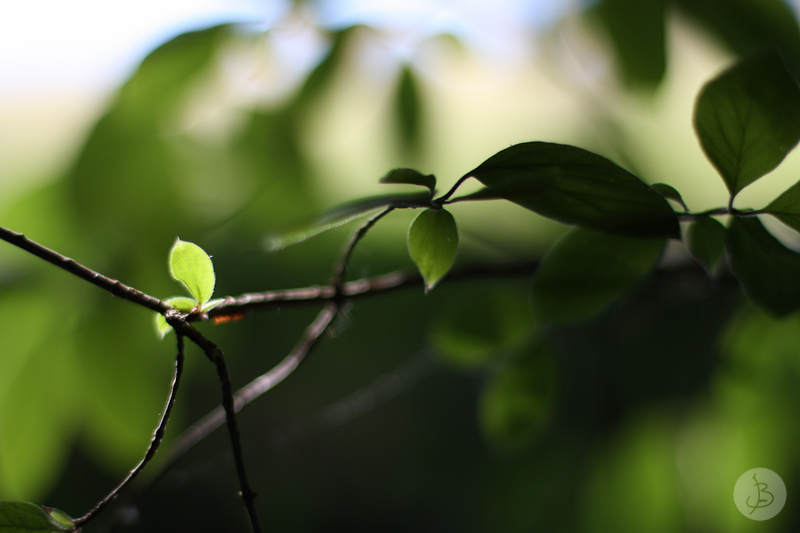 This is a photograph of the 'First shots with the 50mm' article!