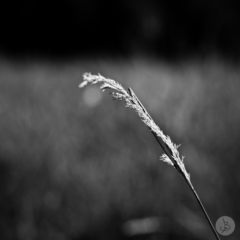 This is a photograph of the 'First shots with the 50mm' article!