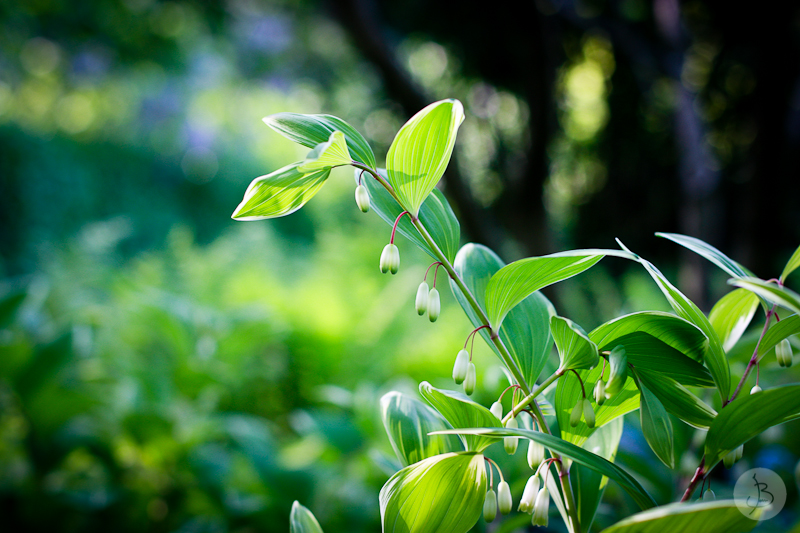 This is a photograph of the 'Plants of NYC' article!