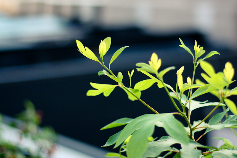 This is a photograph of the 'Plants of NYC' article!