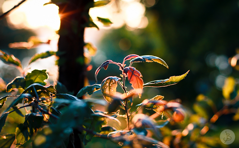 This is a photograph of the 'Plants of NYC' article!