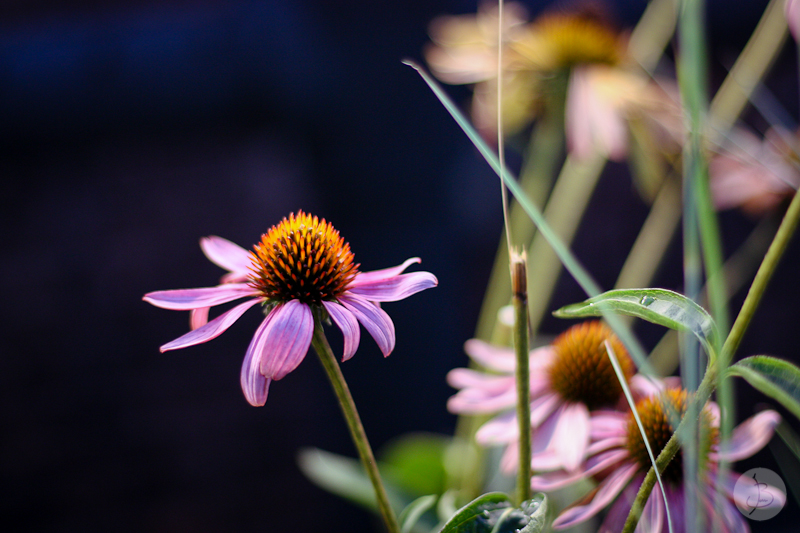 This is a photograph of the 'Plants of NYC' article!