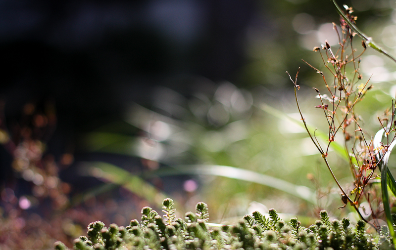 This is a photograph of the 'Plants of NYC' article!