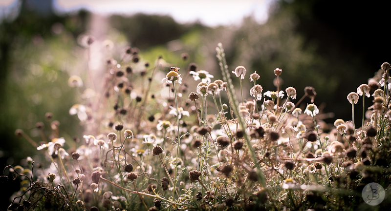 This is a photograph of the 'Plants of NYC' article!