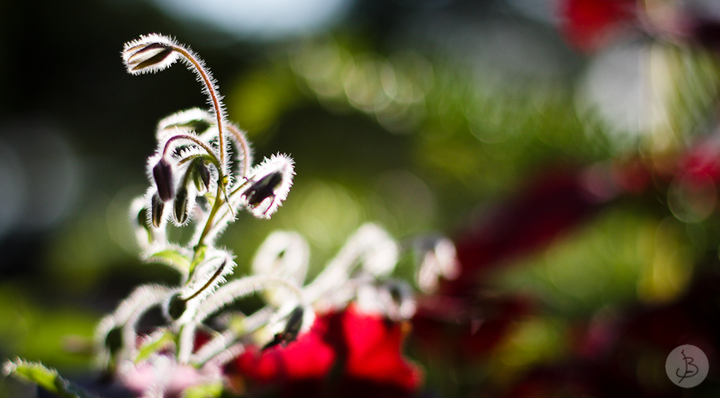 This is a photograph of the 'Plants of NYC' article!