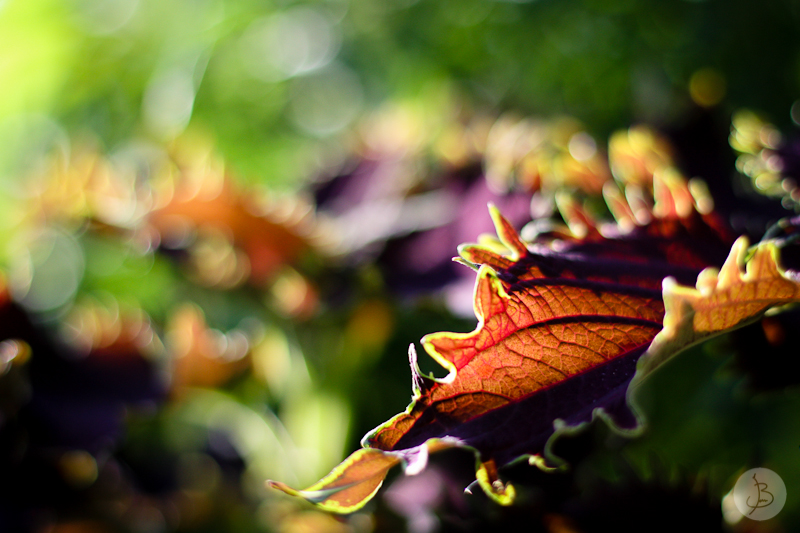 This is a photograph of the 'Plants of NYC' article!