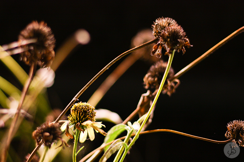 This is a photograph of the 'Plants of NYC' article!