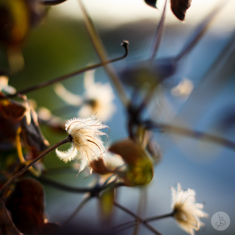 This is a photograph of the 'Plants of NYC' article!