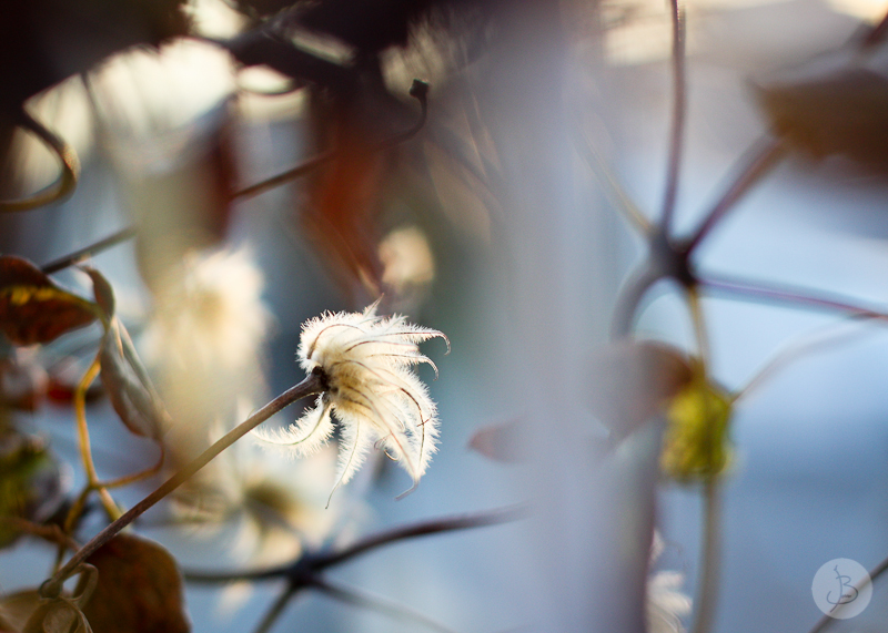 This is a photograph of the 'Plants of NYC' article!